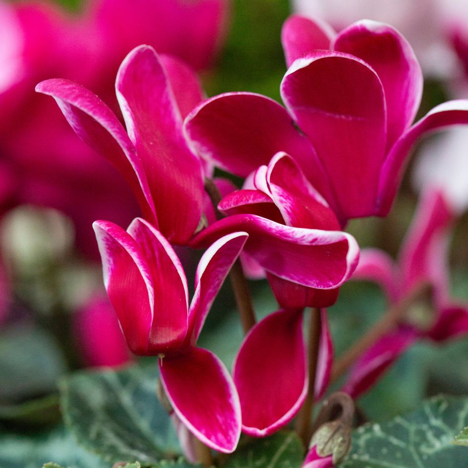 Les Cyclamens